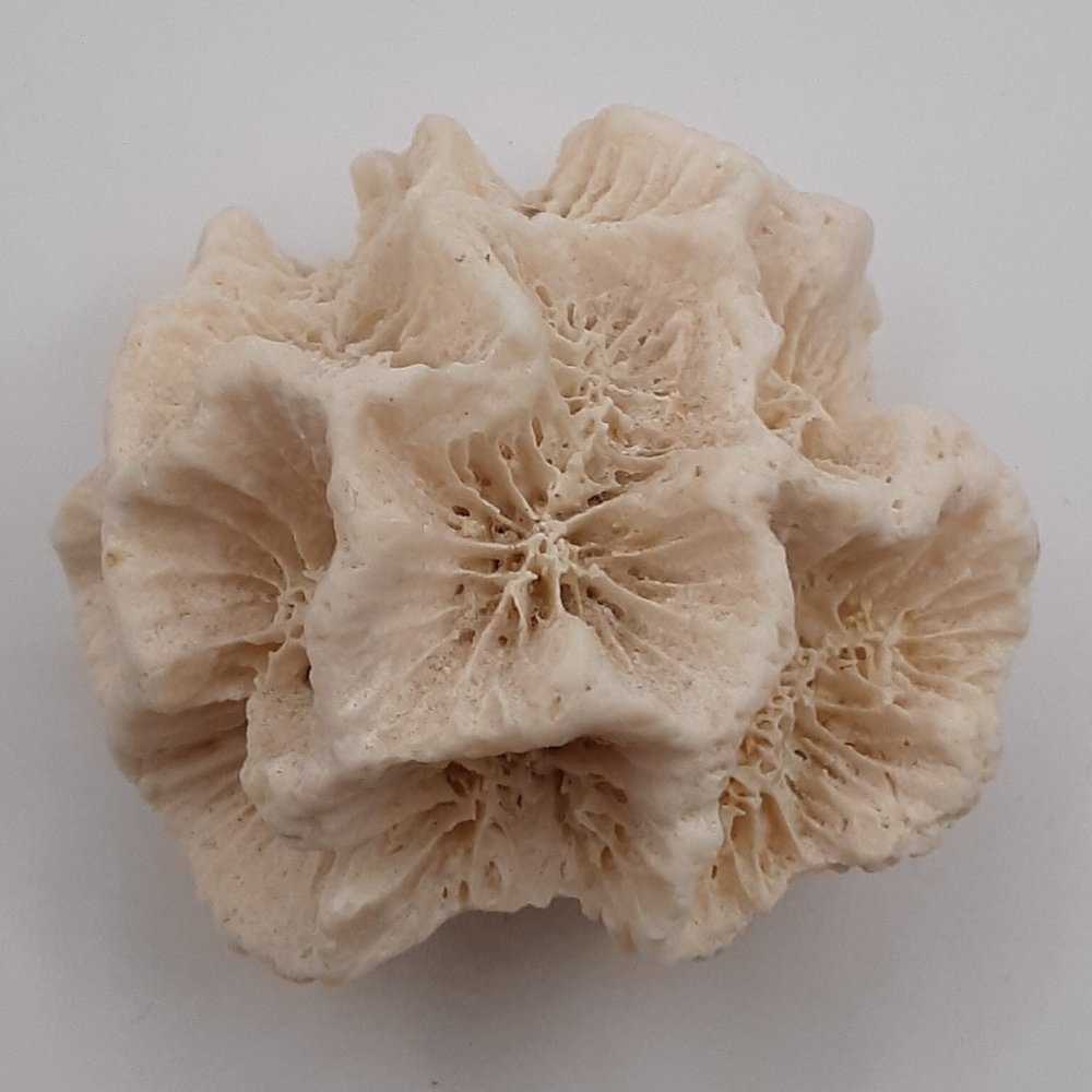White Rose Coral Manicina Areolata Colonial Species Stony Coral Brain Coral - Picture 7 of 9